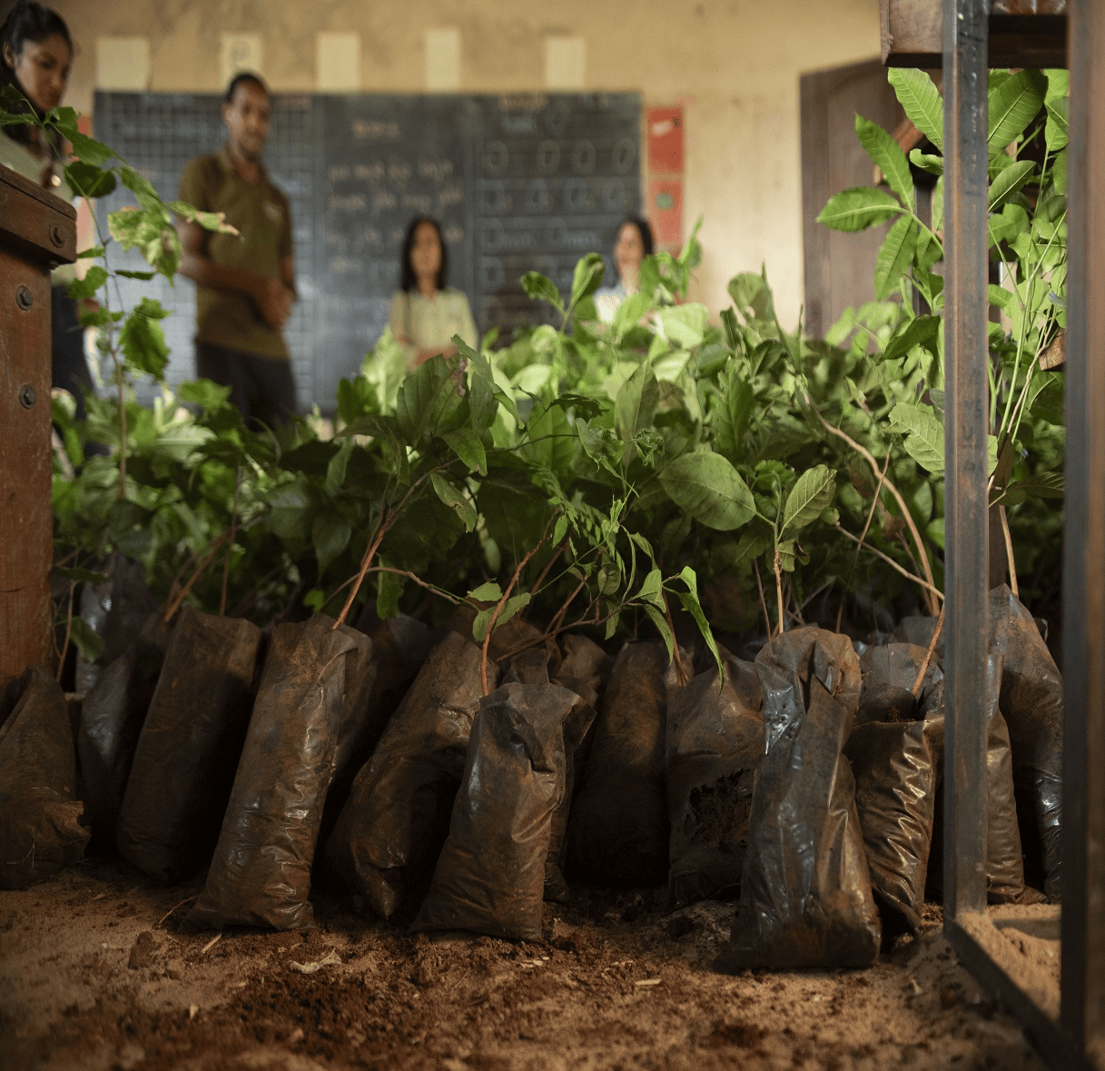 Tree planting project image